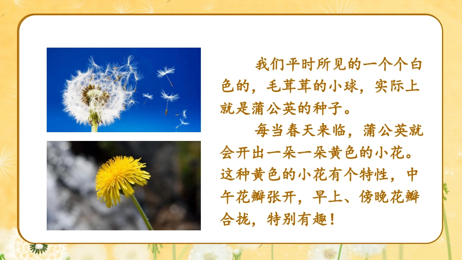 三年级上册语文部编版-（教学课件）16.金色的草地.pptx_第3页