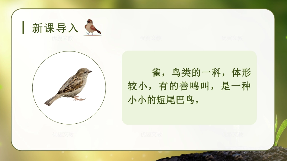 三年级上册语文部编版-（教学课件）25.灰雀.pptx_第1页