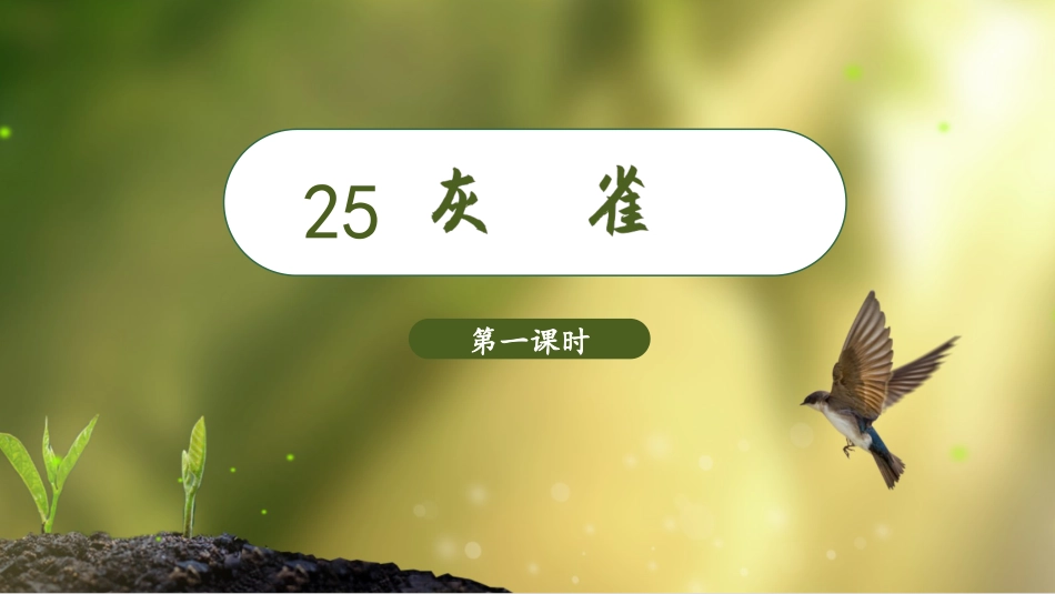 三年级上册语文部编版-（教学课件）25.灰雀.pptx_第2页