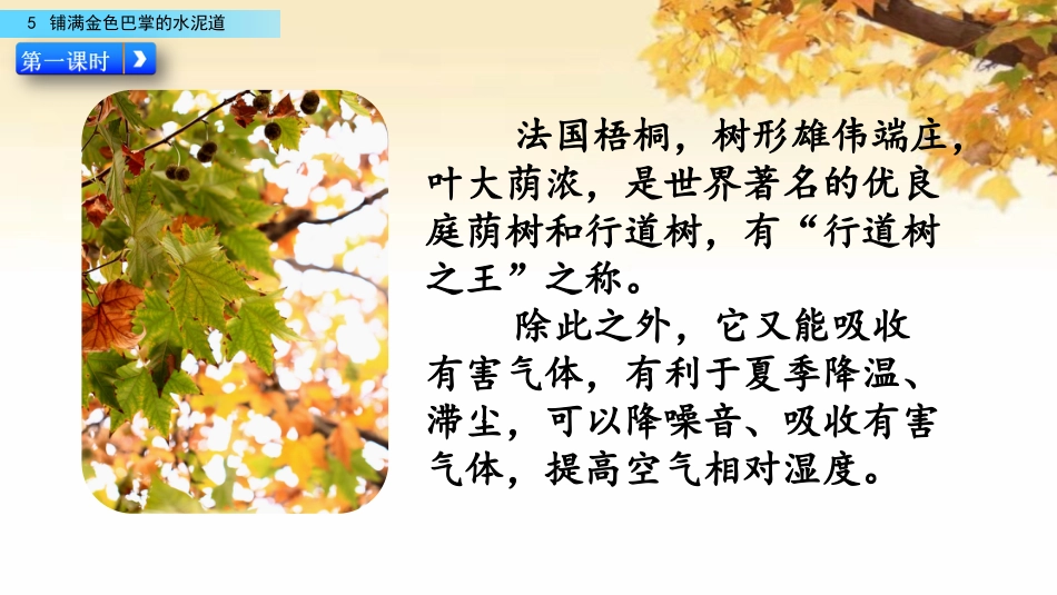 三年级语文上册部编版-5 铺满金色巴掌的水泥道（名师配套课件）.pptx_第3页