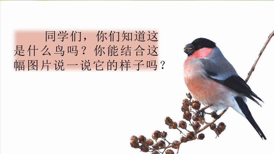 部编版三年级语文上册-25 灰雀（名师配套课件）.pptx_第1页