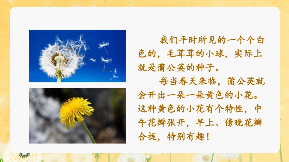 三年级语文部编版上册-【精】（教学课件）16.金色的草地.pptx_第3页
