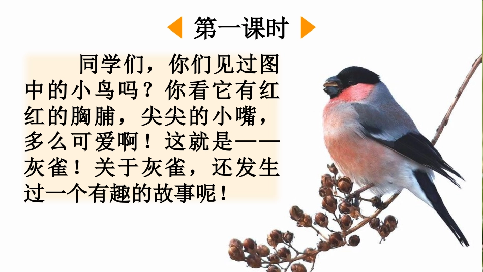 【部编版】三年级上册语文-25 灰雀.pptx_第2页