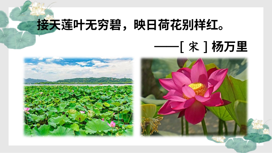 【部编版】三年级下册语文-3 荷花.ppt_第1页