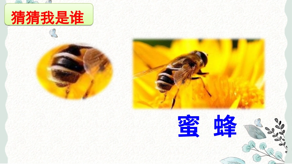 【部编版】三年级下册语文-4 昆虫备忘录.ppt_第1页