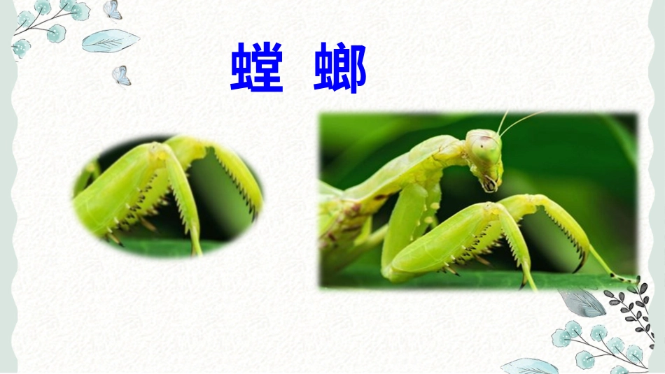 【部编版】三年级下册语文-4 昆虫备忘录.ppt_第2页