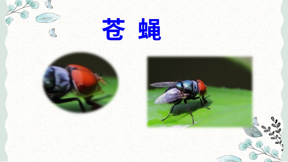 【部编版】三年级下册语文-4 昆虫备忘录.ppt_第3页