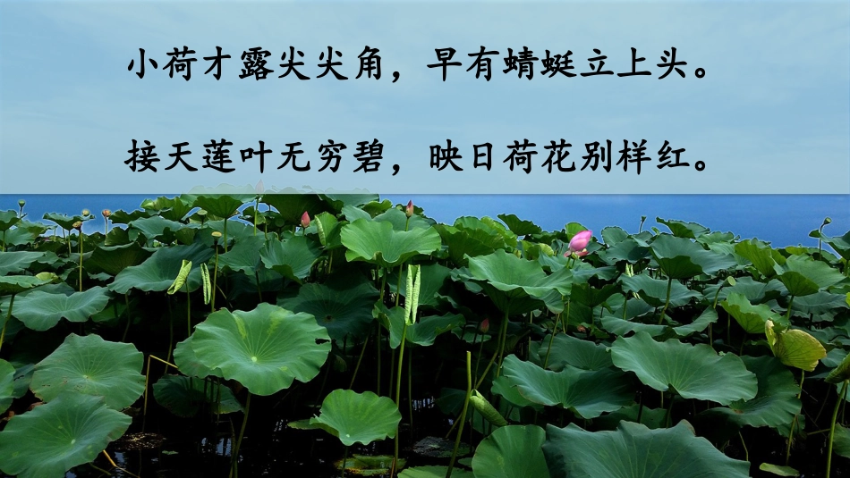 【部编版】三年级下册语文-3 荷花.pptx_第3页