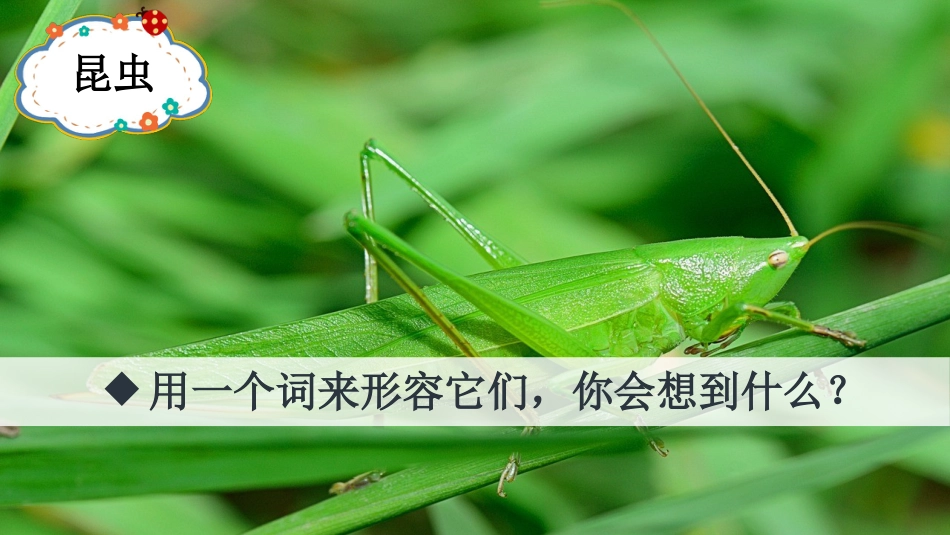 【部编版】三年级下册语文-4 昆虫备忘录.pptx_第1页