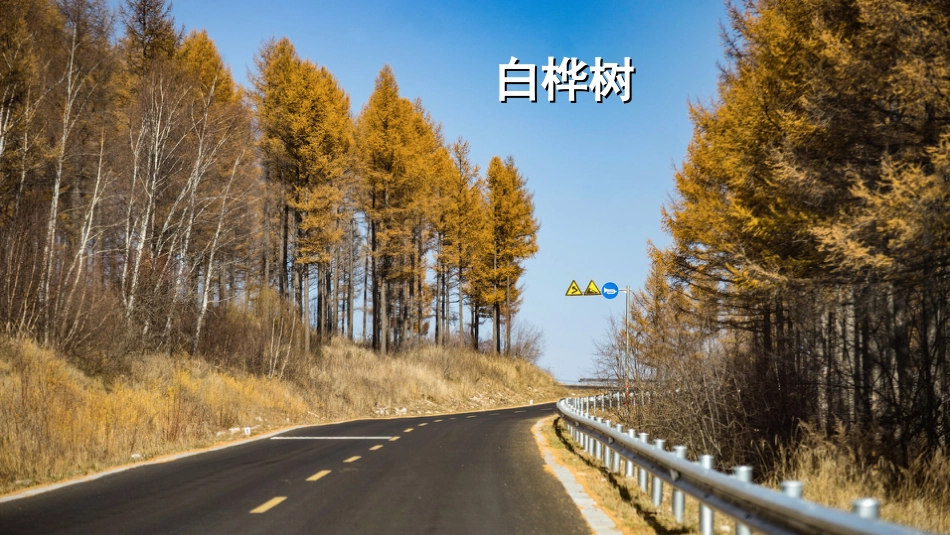 四年级语文下册部编版-11 白桦（课件）.ppt_第1页