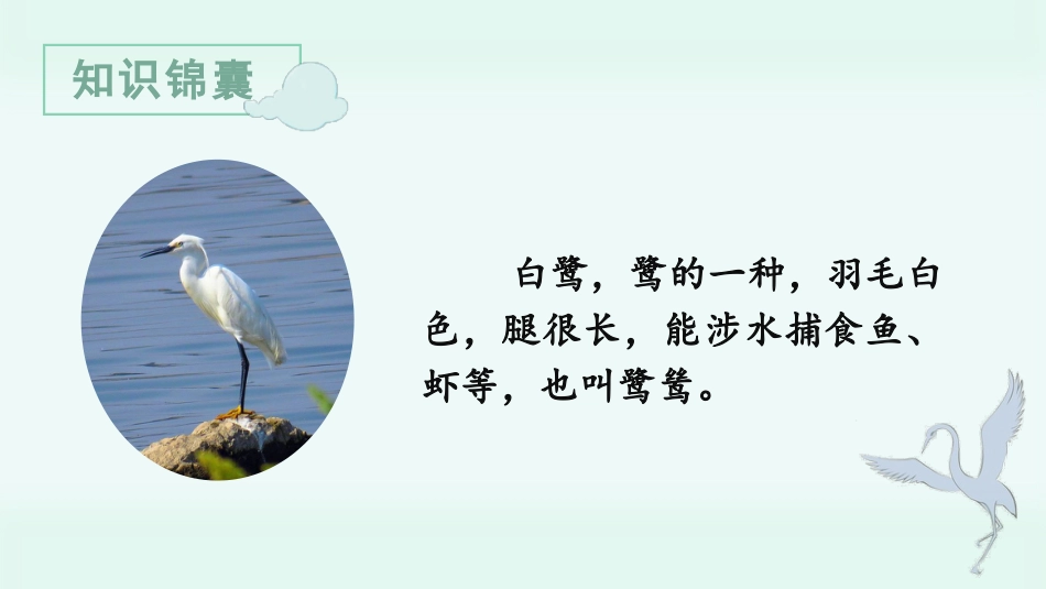 五年级上册语文部编版-（教学课件）1.白鹭.pptx_第2页