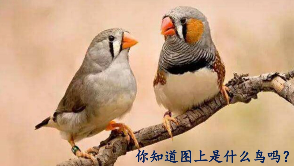 五年级上册语文部编版-（教学课件）4.珍珠鸟.pptx_第1页