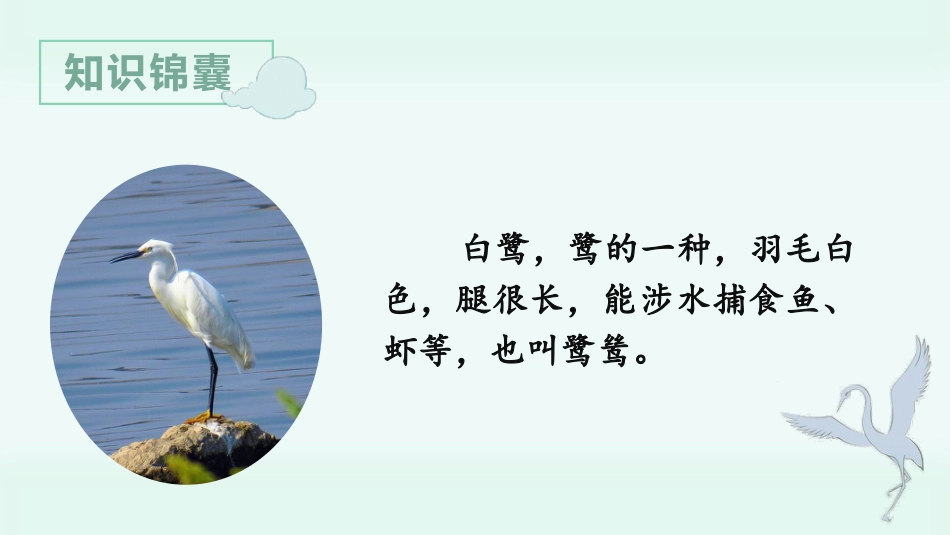 五年级上册语文部编版-（上课课件）1.白鹭.pptx_第2页
