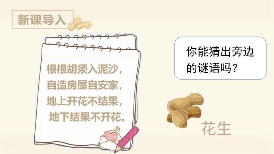 五年级上册语文部编版-（上课课件）2.落花生.pptx_第1页