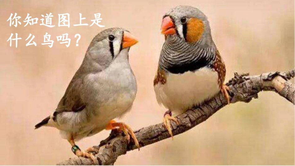 五年级上册语文部编版-（上课课件）4.珍珠鸟.pptx_第1页
