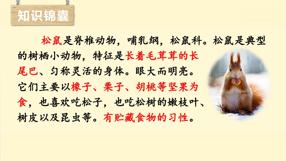 五年级上册语文部编版-（上课课件）17.松鼠.pptx_第3页