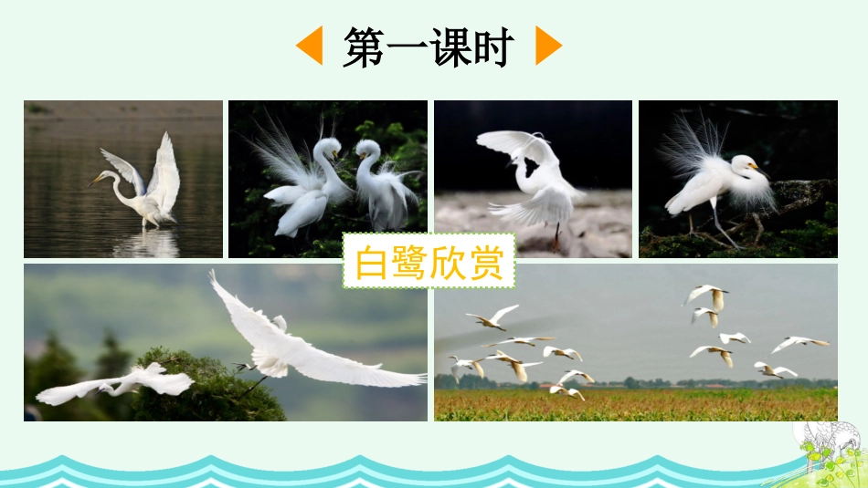 五年级语文上册部编版-（课件）1 白鹭.pptx_第2页