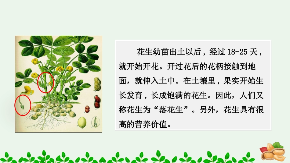 五年级语文上册部编版-（课件）2 落花生.pptx_第3页