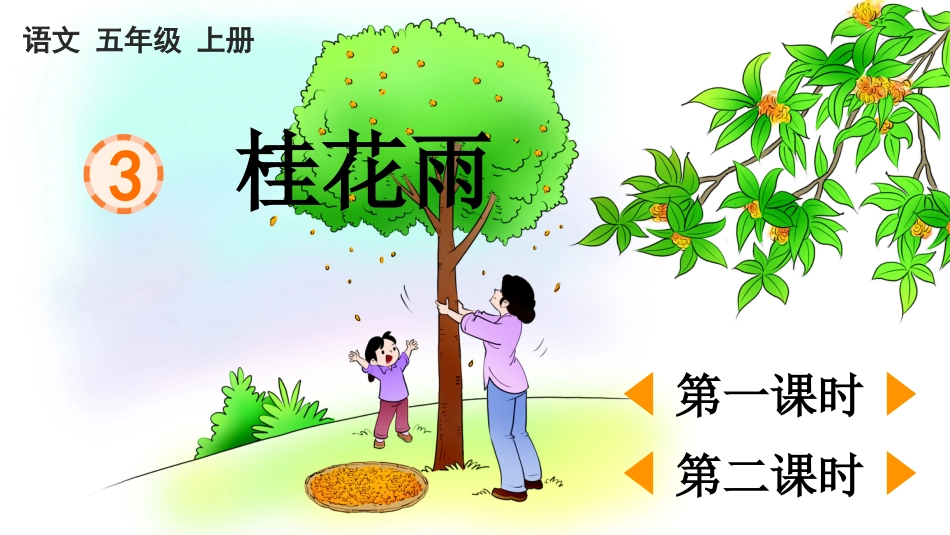 五年级语文上册部编版-（课件）3 桂花雨.pptx_第1页