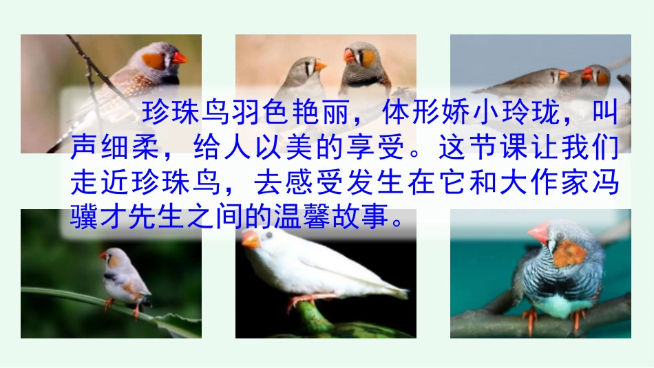 五年级语文上册部编版-（课件）4 珍珠鸟.pptx_第2页