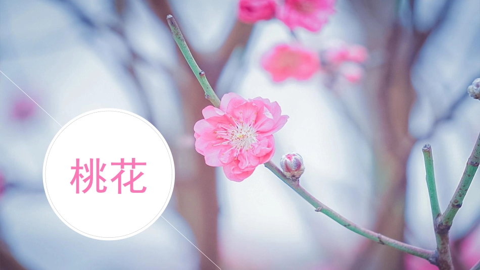 六年级上册语文部编版-4 花之歌.ppt_第2页