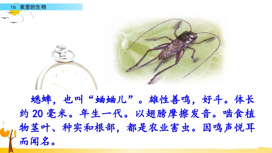 【部编版】六年级下册语文-16 表里的生物【标准版】.pptx_第3页