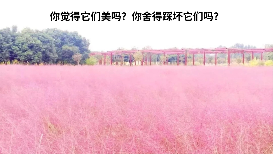五年级下册道德与法治-6我参与  我奉献  第二课时课件.pptx_第2页