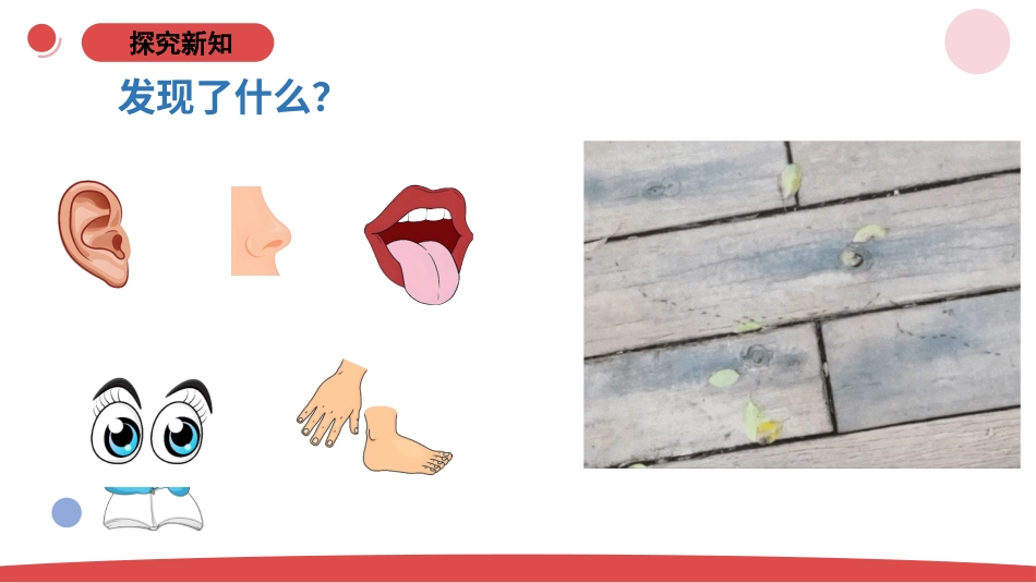 一年级上册（苏教版）科学课件-3.1《事实与猜想》.pptx_第3页