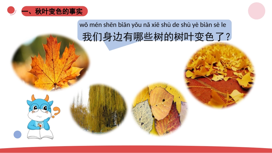 一年级上册（苏教版）科学课件-3.3.《探究秋叶的秘密》.pptx_第3页