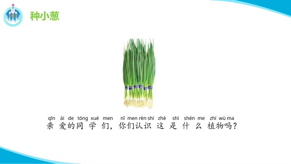 二年级科学下册-7 栽小葱（课件）.pptx_第3页