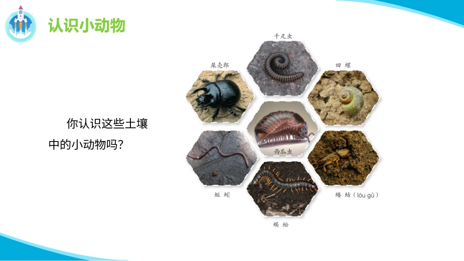 二年级科学下册-9 寻访土壤中的小动物（课件.pptx_第3页