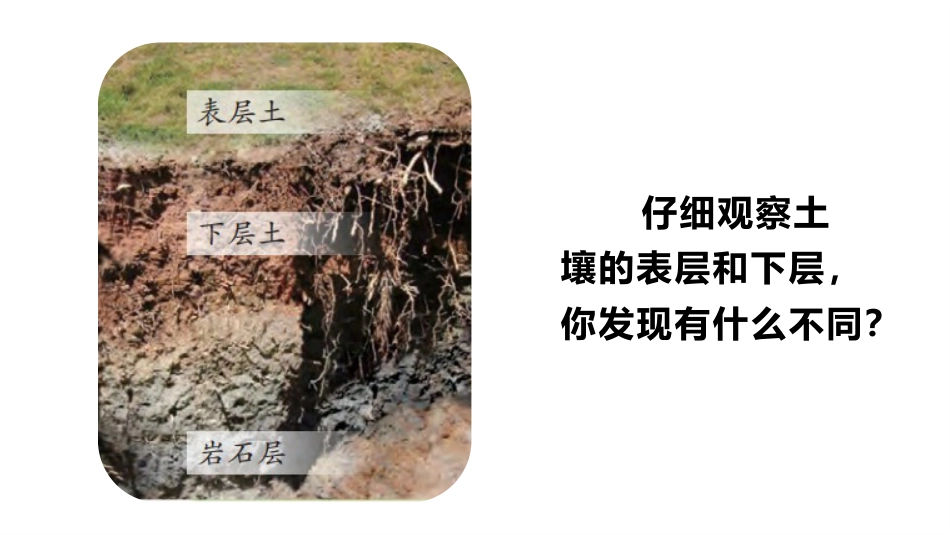 小学科学苏教版三上2-3《肥沃的土壤》PPT.pptx_第2页