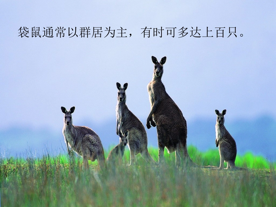 （人音版）一年级音乐上册-《袋鼠》课件三.ppt_第3页