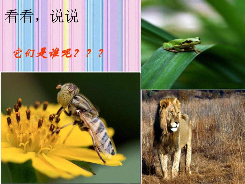 （人音版）一年级音乐上册-《袋鼠》课件一.ppt_第2页