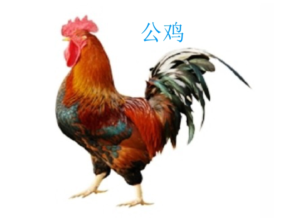 二年级音乐人音版上册-《公鸡 母鸡》课件2.ppt_第2页