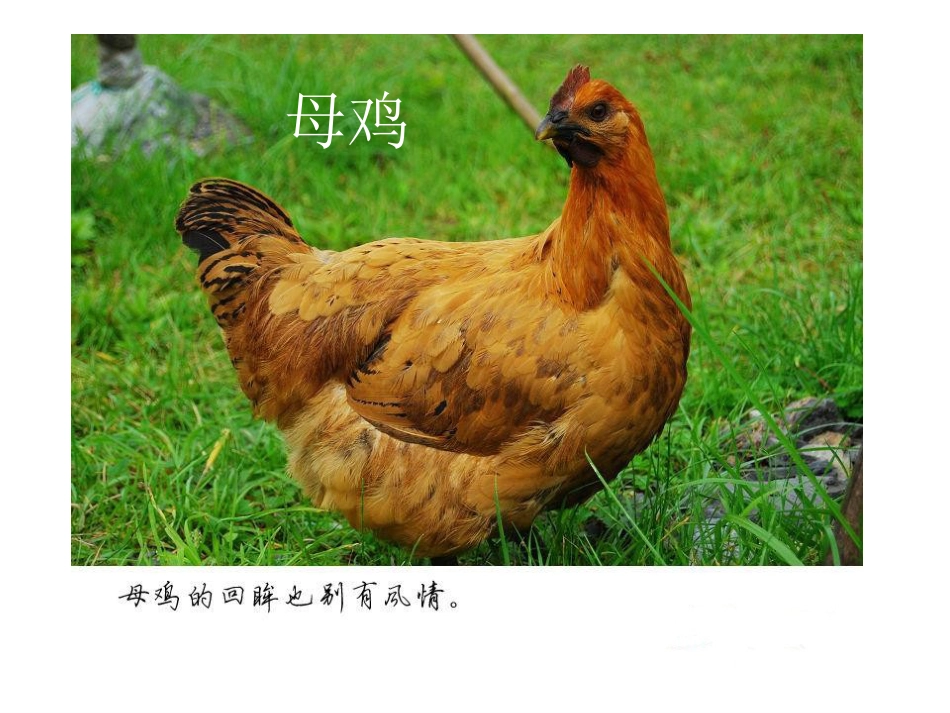 二年级音乐人音版上册-《公鸡 母鸡》课件2.ppt_第3页