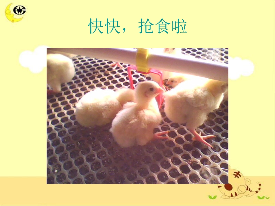 二年级音乐人音版上册-《我的小鸡》课件2.ppt_第3页