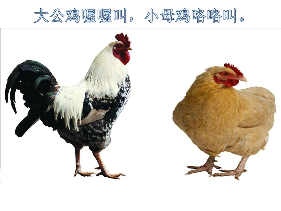 二年级音乐人音版上册-《小鸡的一家》课件1(1).ppt_第2页
