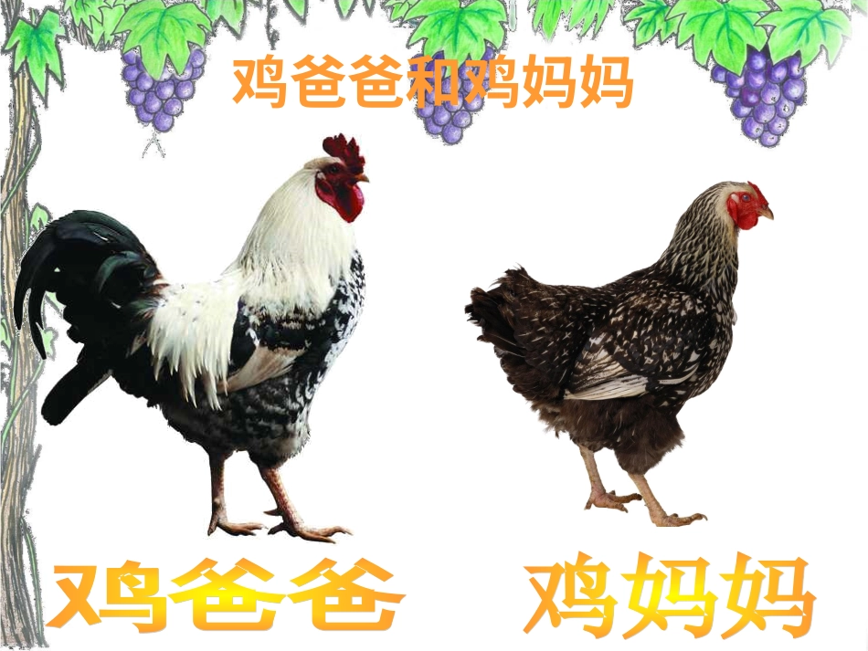 二年级音乐人音版上册-《小鸡的一家》课件3.ppt_第2页