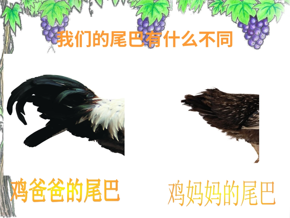 二年级音乐人音版上册-《小鸡的一家》课件3.ppt_第3页