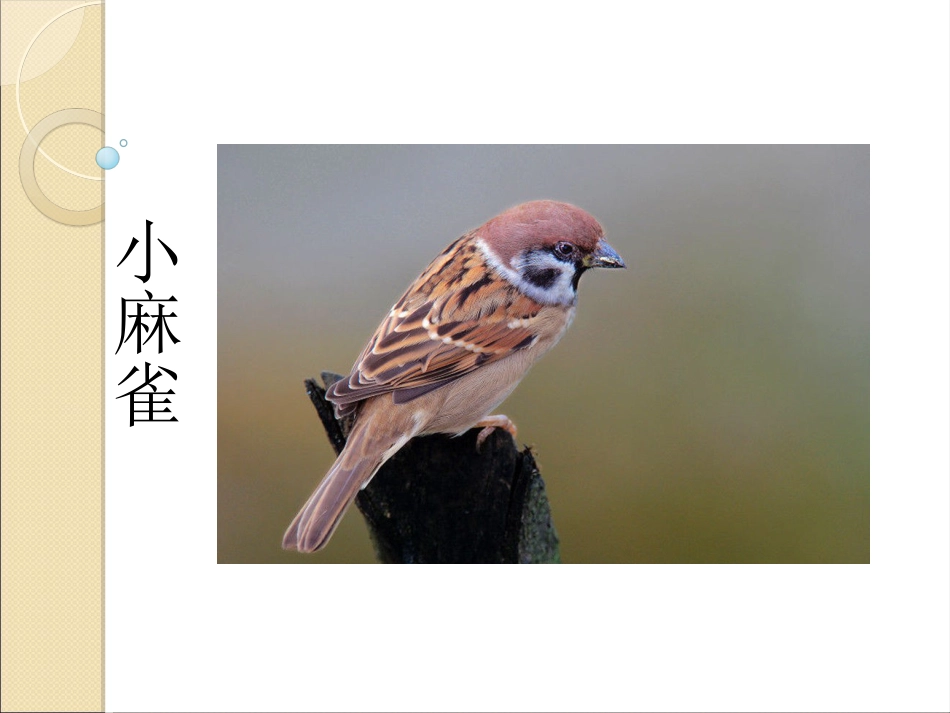 二年级音乐人音版上册-《小麻雀》课件2.ppt_第1页
