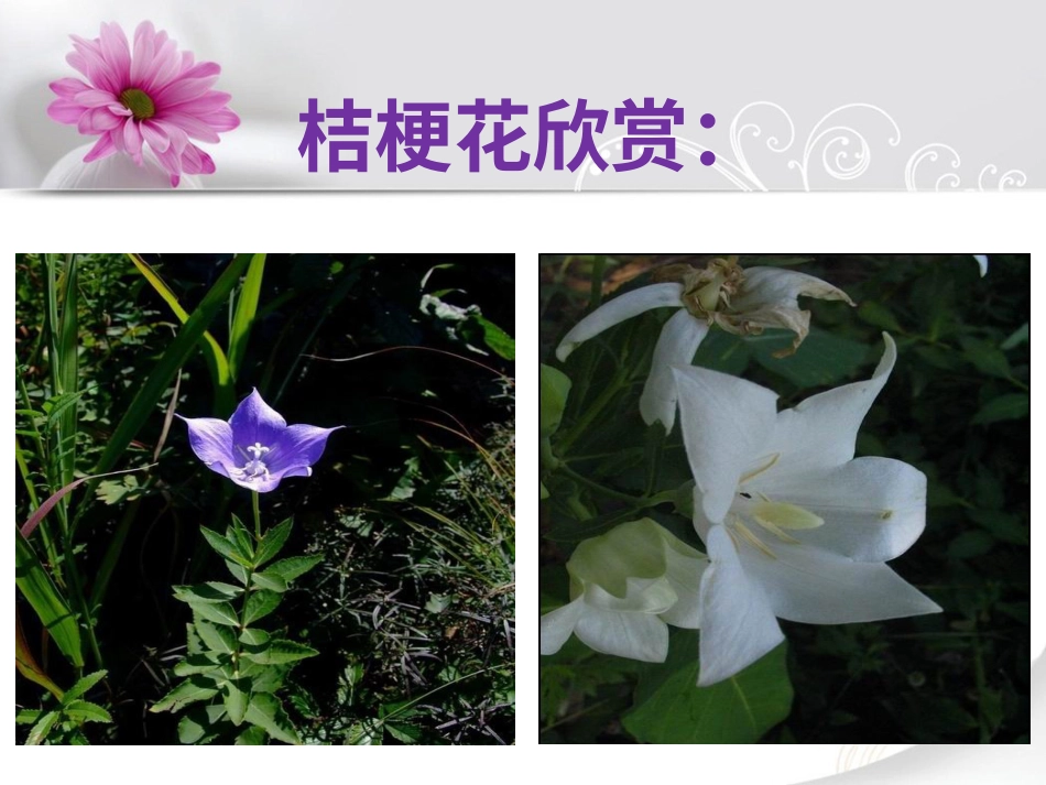 人音版小学音乐三年级上册《桔梗谣》课件.ppt_第2页