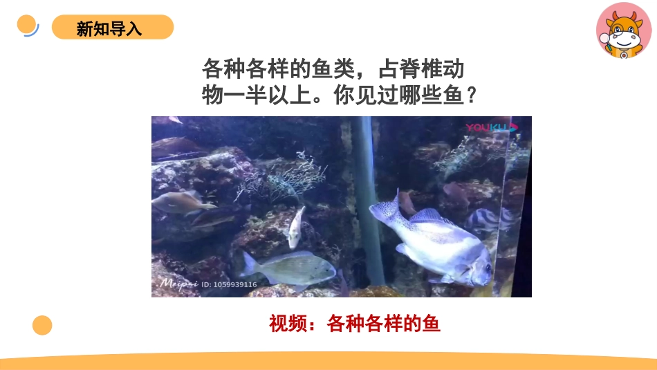 苏教版上册科学四上 1.2《鱼类》课件.pptx_第2页