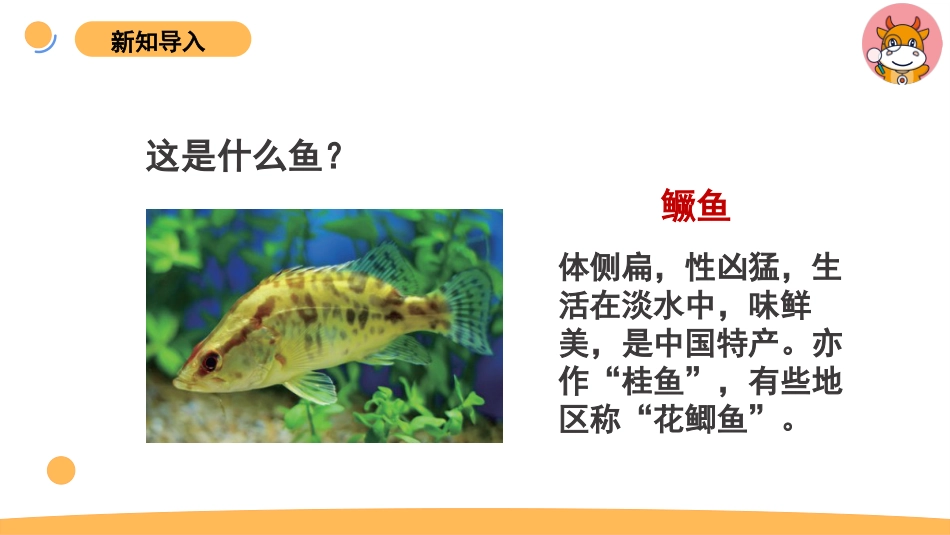 苏教版上册科学四上 1.2《鱼类》课件.pptx_第3页