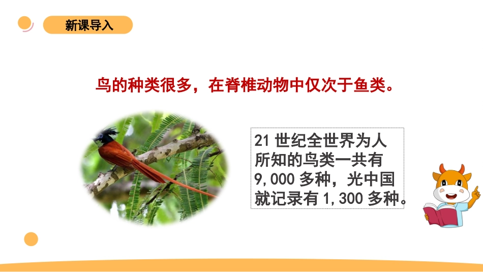 苏教版上册科学四上 1.3 《鸟类》课件.pptx_第3页