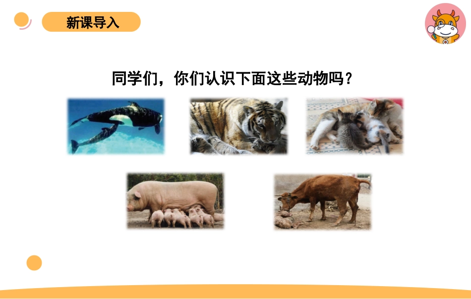 苏教版上册科学四上 1.4 《哺乳类》.pptx_第2页