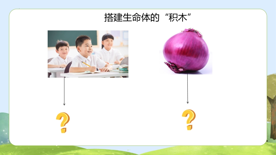五年级科学下册-第1课 搭建生命的“积木”（教学课件）-（苏教版）.pptx_第3页