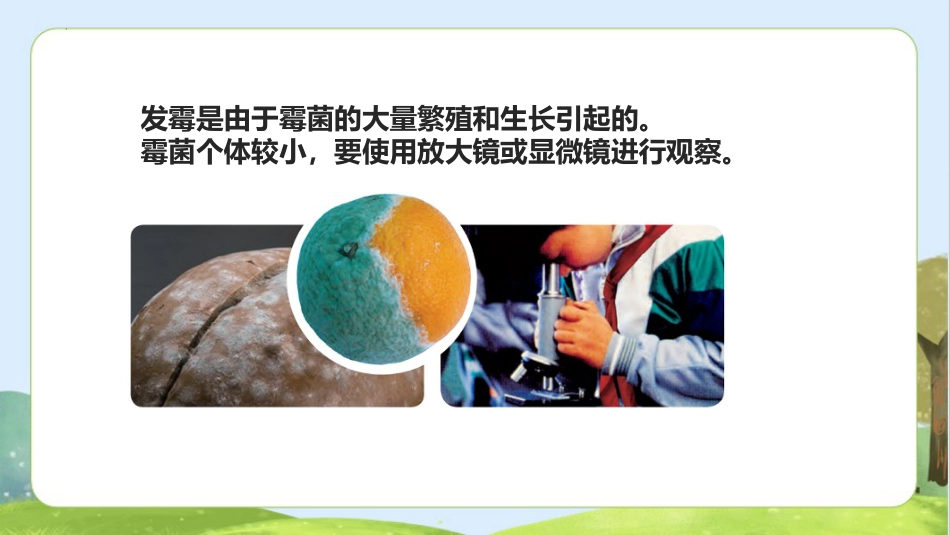 五年级科学下册-第3课 发霉与防霉（教学课件）-（苏教版）.pptx_第3页