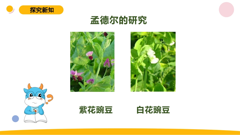 小学苏教版科学六上2.3《寻找遗传与变异的秘密》PPT.pptx_第3页