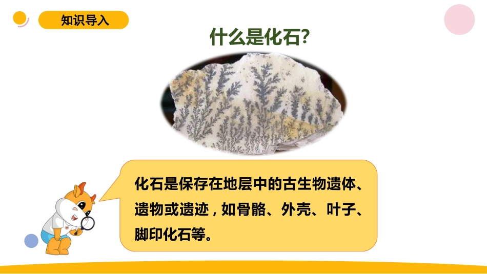 小学苏教版科学六上3.2《化石告诉我们什么》PPT.pptx_第2页